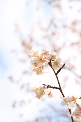 twig of blooming plum tree with pink flowers. seasonal floral background