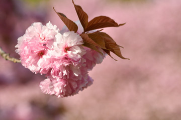 八重桜,Double cherry biossom
