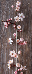 Fresh spring ornamental cherry blossoms on a rustic wood background
