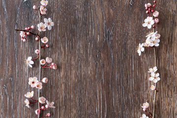 Fresh spring ornamental cherry blossoms on a rustic wood background