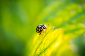 beetle on flower. ladybug close-up on a green leaf.