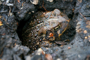 toad in ground
