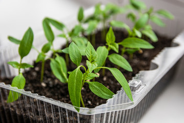 green shoots of bell pepper