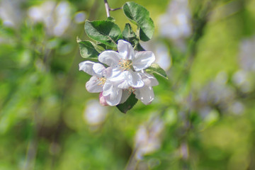 Spring flowering branch of apple tree with flowers close-up on a blurred background  