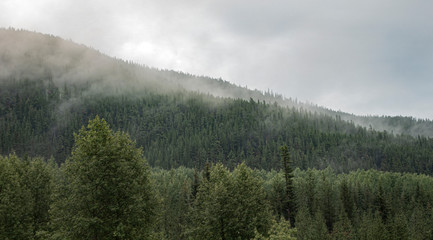 foggy forest 