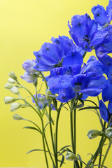 deep blue flowers of delphinium on a yellow background