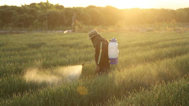 Asian farmer spraying insecticides or bio fertilizer liquid to crop product onion at farm to control pest and weed. Agriculture product, Food and Pesticide on vegetables concept.