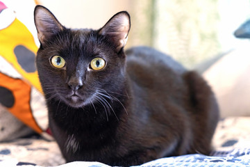 Beautiful black cat with yellow eyes. © Natalia