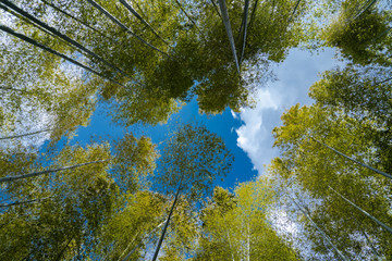 京都 高台寺の竹林