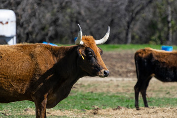 Large bull with orange mohawk between horns