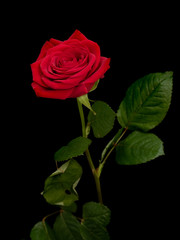Red rose flower on a black background, close-up.