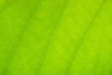 Fototapeta na wymiar Texture of green leaves for background.