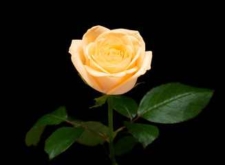 Bright rose flower on black background, close-up.