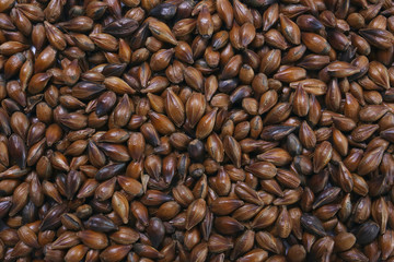 roasted barley grain on a white background