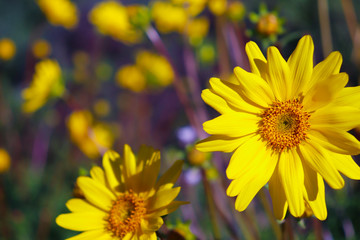 yellow flowers in garden