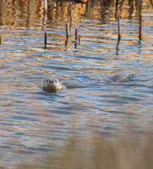 River Otter