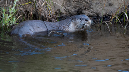 River Otter