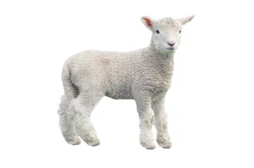 Foto op Plexiglas Knip uit jonge schapen geïsoleerd op een witte achtergrond camera kijken. Geen mensen. Ruimte kopiëren © Rafael Ben-Ari