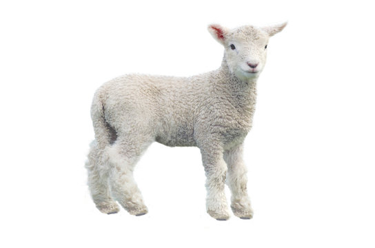 Cut out of young sheep isolated on white background looking at camera. No people. Copy space
