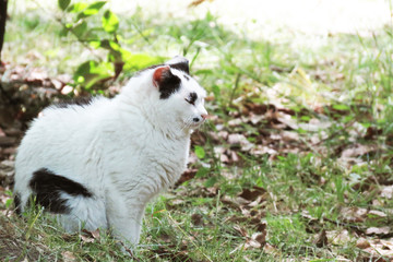 うたた寝する猫