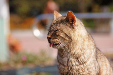舌を出して寝る猫