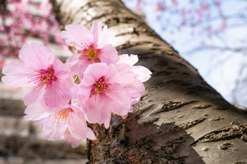 青空の中、満開で咲いている桜の花。