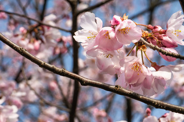 青空の中、満開で咲いている桜の花。