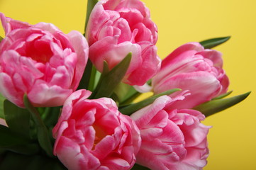 Yellow red tulips bouquet on black background