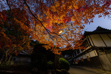 街灯の光で輝く紅葉