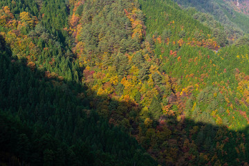 色とりどりに木々が色づいた山