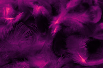 Beautiful abstract colorful black and purple blue feathers on black background and soft blue feather texture on dark pattern and blue background, colorful feather, purple banners