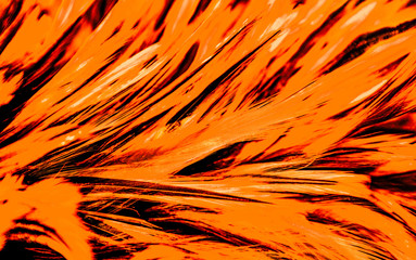 Beautiful abstract colorful yellow and brown feathers on white background and soft white feather texture on brown pattern and light red background
