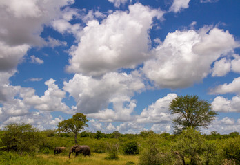 Obraz premium Summer cloudscape above the African savanna with elephants image in horizontal format