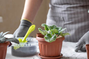 Woman gardener transplantion violet. Concept of home gardening and planting flowers in pot, plant home decoration