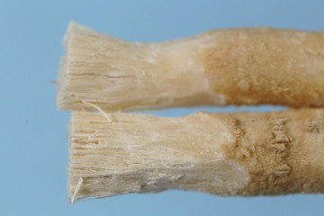 Miswak plant. Vegetable toothbrush.Miswak sticks two close-up on a light blue background.Dental hygiene. Medicinal plants.