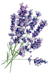 lavender watercolor bouquet on a white background
