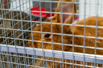 Rabbit in the cage. Rabbit farm.