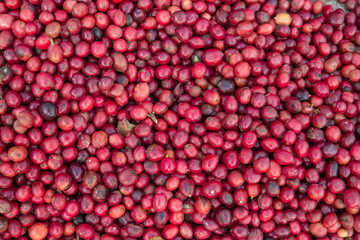 coffee beans berries drying natural process on the cement ground floor.