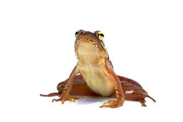 ニホンアカガエル　日本赤蛙