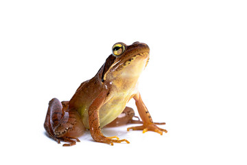 ニホンアカガエル　日本赤蛙