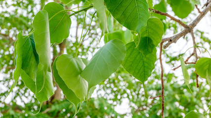 Green Leaf, Bodhi or Peepal leaf ; background with selective focus