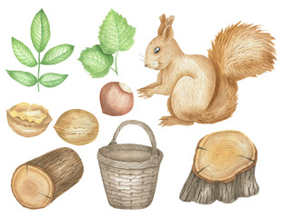 Set of squirrel and nuts © Olena
