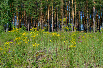 Forest, fresh and green grass, blooms in yellow, white, pink flowers in an open meadow under the bright sun in the summer harvest season with maximum therapeutic effect on the background of trees.