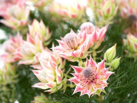 95 件の最適な セルリアの花 画像 ストック写真 ベクター Adobe Stock