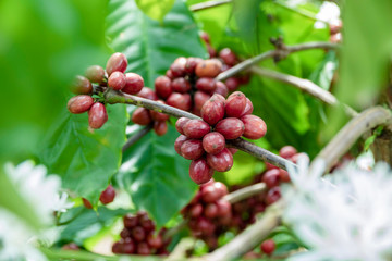 Coffee bean on coffee tree in cafe Plantation