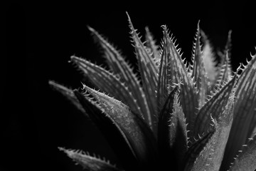 closeup Haworthia, cactus black and white, natural pattern background and textures