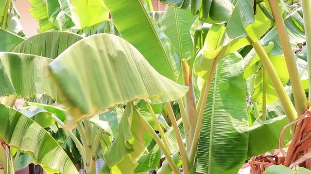 Scene of nature banana tree leaf with sun