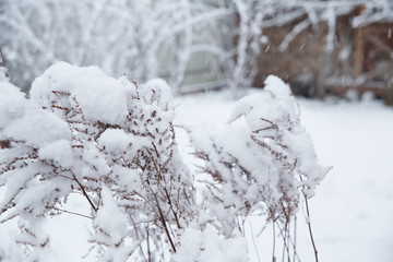 Fresh snow on the plants. Snowfall, precipitation in the form of wet snow. Winter weather with snow. Branches of plants covered with snow.