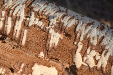  cut trees by beavers