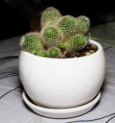 cactus plant in a white pot